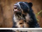 Самые красивые фото медведей Рисунок медведицы