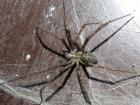Самый гигантский паук в мире